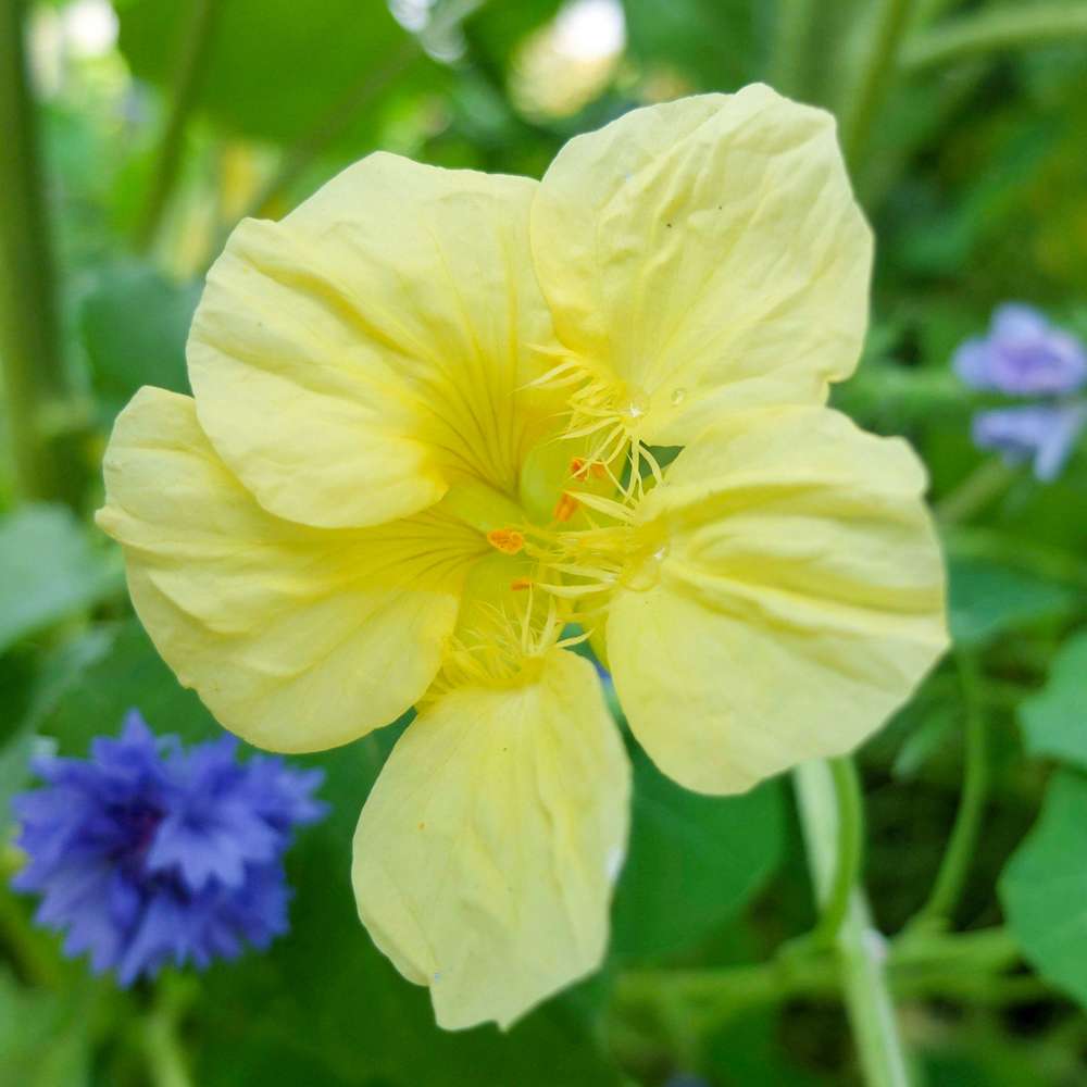 Slingerkrasse 'Milkmaid' (frö)